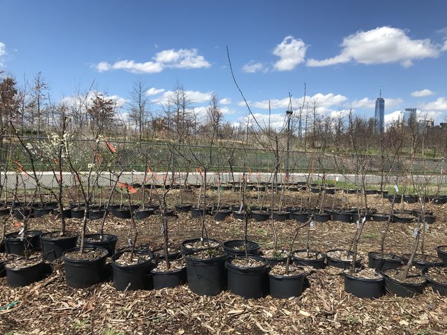 Sam Van Aken’s small grafted trees in the nursery wait for transfer to local community gardens, April 8, 2022